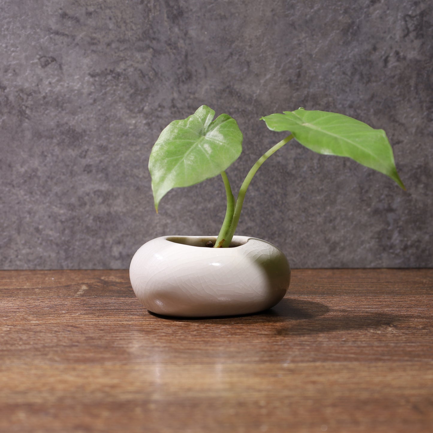 LEADER蛋器花瓶 手工陶藝花器 彩陶哥窯汝白石墨水栽居家綠植